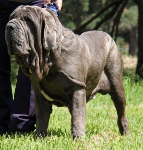 Mastim Napolitano Gigante Existe? Onde se Encontra?