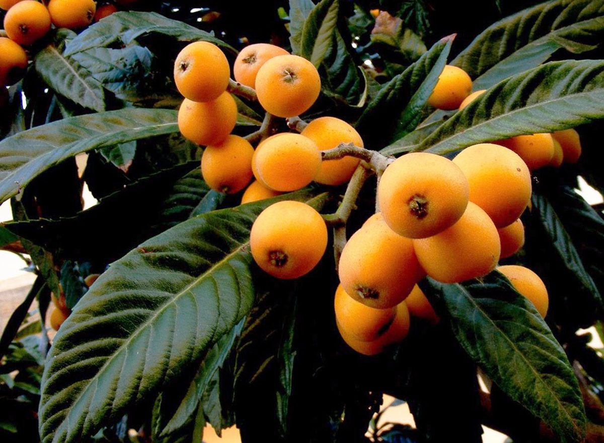Muda de Nêspera Enxertada – Como Plantar?
