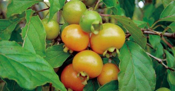Pé de Gabiroba: Tamanho, Folhas, Raízes, Tronco, Flor, Fruta e Fotos