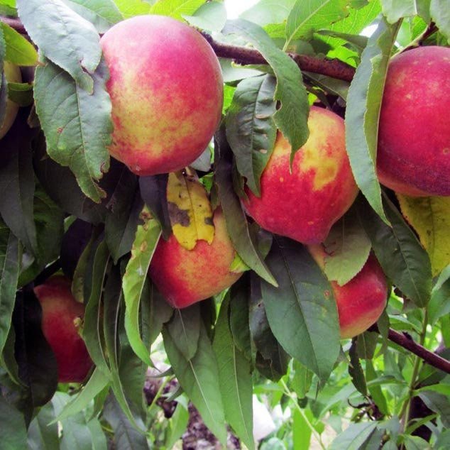 Origem do Pessegueiro no Brasil e História da Fruta