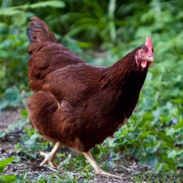 Galinha Rhode Island Red: Características, Criatório e Fotos