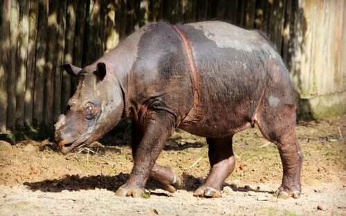 Rinoceronte de Sumatra: Foi Extinto? Características, Habitat e Fotos
