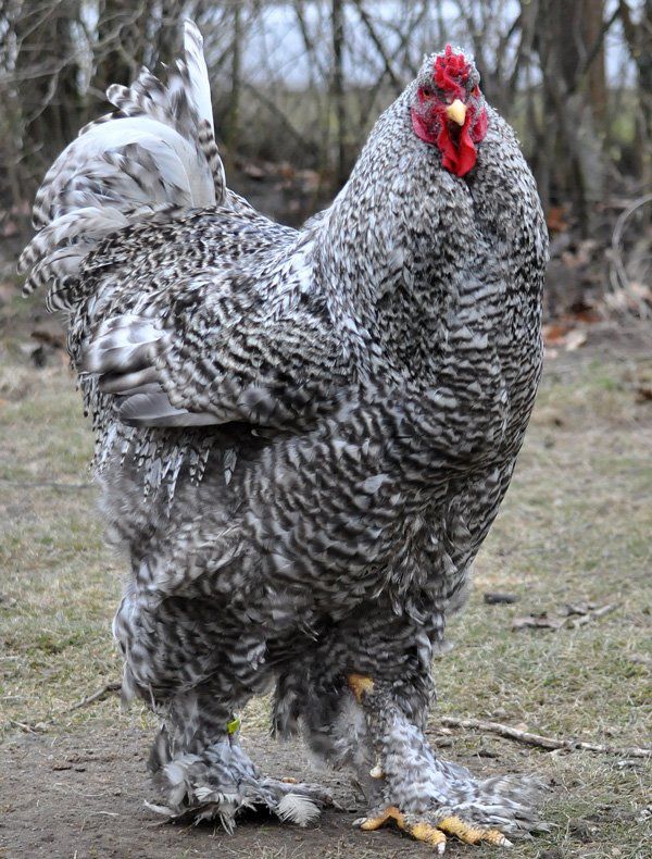 Galinha Brahma: Ovo, Choca, Como Criar, Características e Fotos
