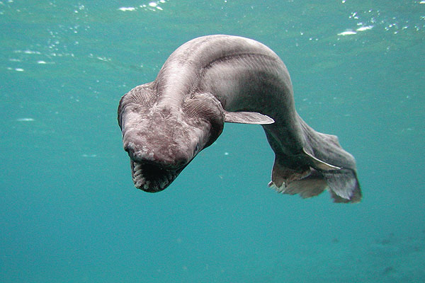 Diferenças Entre o Tubarão Duende, Mako, Boca Grande e Cobra