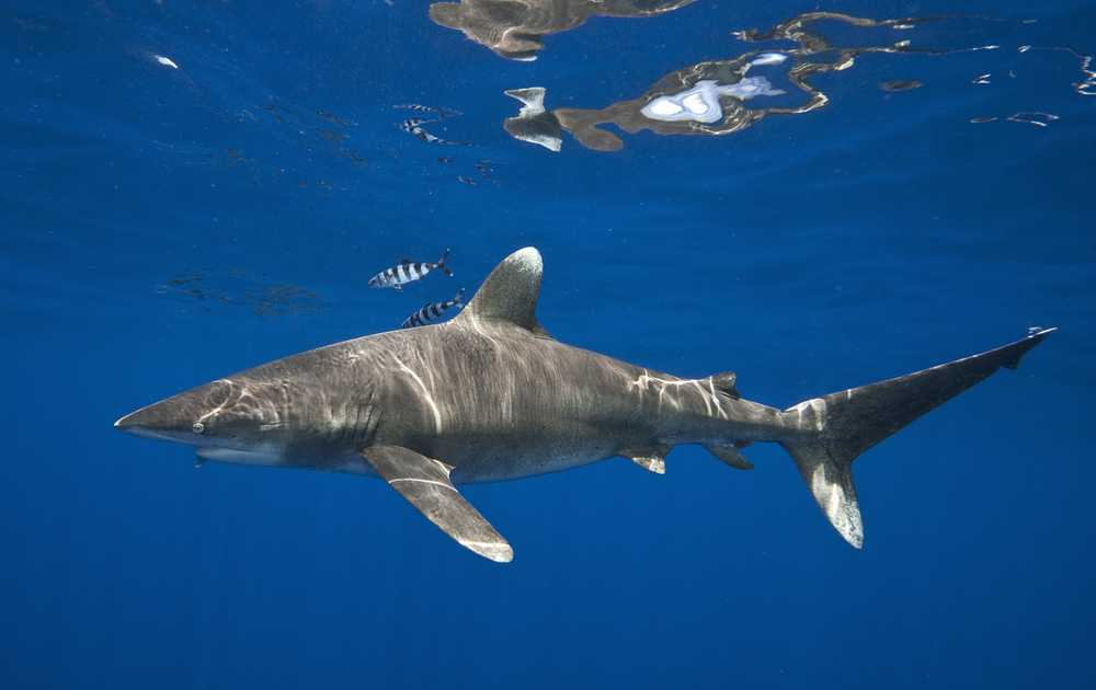 Tubarão Galha Branca Oceânico: Ele Ataca? Características e Fotos 