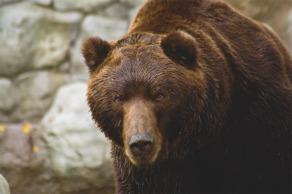 Urso de Kodiak: Características, Peso, Tamanho, Onde Vive e Fotos