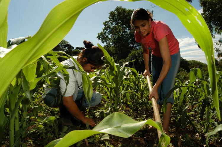 Quantos Pequenos Produtores Rurais Existem no Brasil?