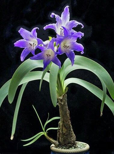 Flor Amarílis Azul: Existe? Como Cuidar, Bulbo e Fotos