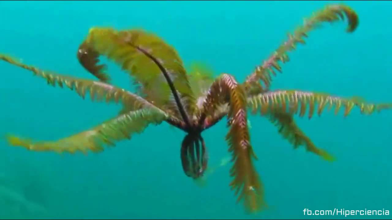 Lírio do Mar no Aquário: Pode Ter? Quais Cuidados Deve Ter?