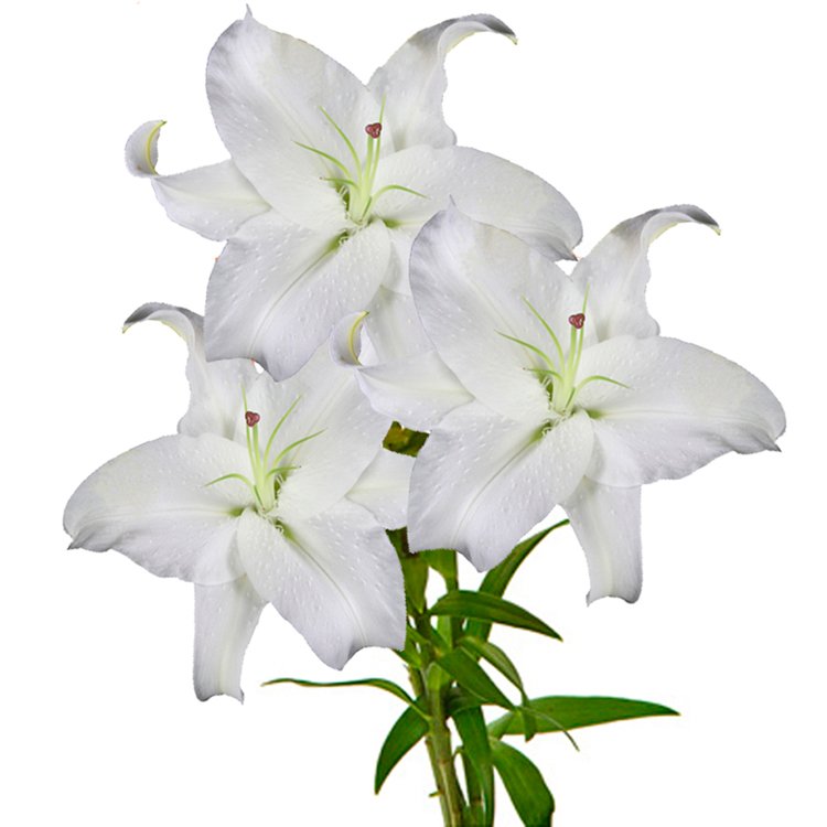 Qual a Flor Símbolo da Vaidade? Da Pureza? Das Crianças?