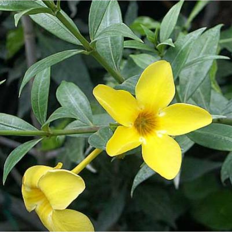 Allamanda Cathartica: Uso Medicinal da Alamanda