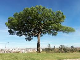 História do Barbatimão e Origem da Planta