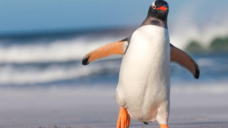 Alimentação do Pinguim: O Que Comem e Como Caçam (2026)