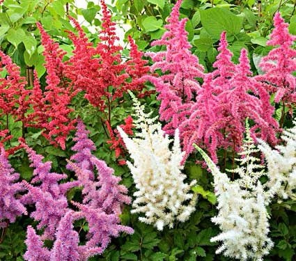Tudo Sobre a Flor Astilbe: Características, Nome Cientifico e Fotos