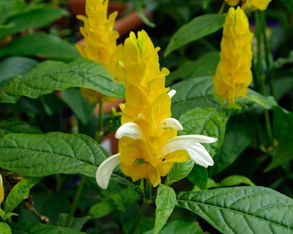 História da Planta Camarão e Origem da Flor