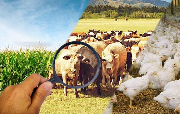 Qual é a Importância da Agropecuária para o Brasil?