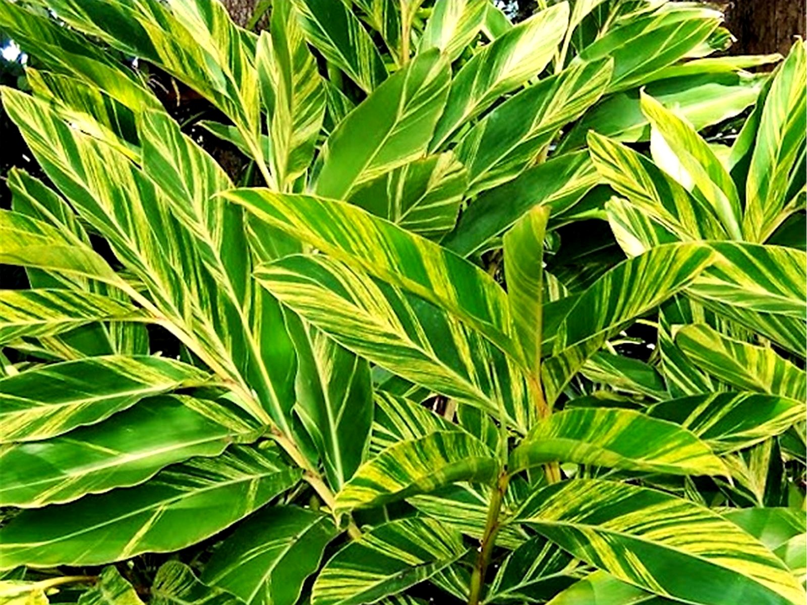 Alpinia Zerumbet: Características, Nome Cientifico, Cultivo e Fotos