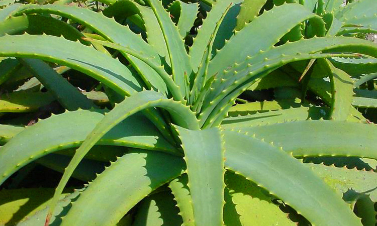 História da Babosa e Origem da Planta