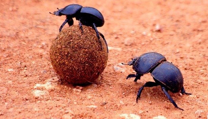 Para Que Serve o Besouro? Qual Sua Função na Natureza?