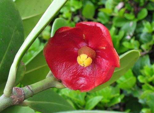 Clúsia Flor Vermelha: Curiosidades, Habitat, Podar e Fotos