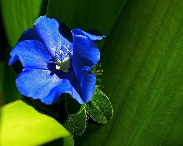 Flor Azulzinha Curiosidades e Fatos Interessantes Sobre a Planta