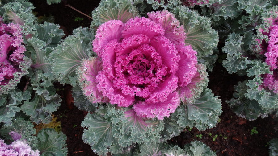 Tudo Sobre a Couve Ornamental: Características e Fotos
