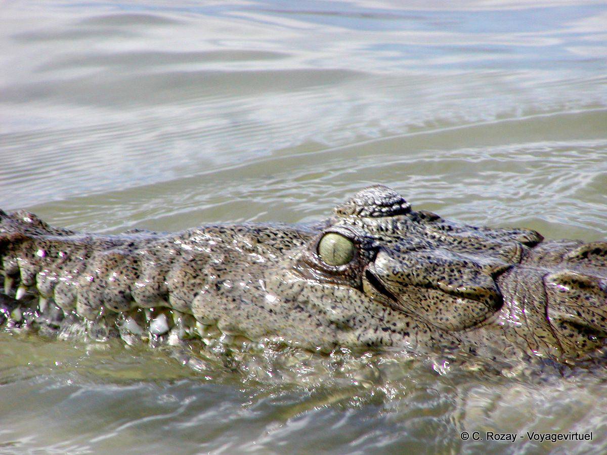 Crocodilo-Americano: Características, Nome Científico e Fotos