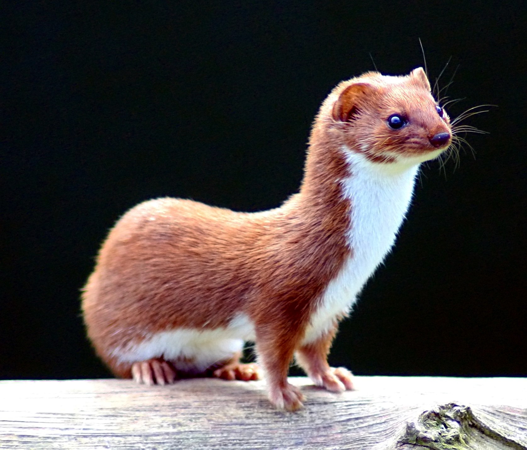 Doninha-Siberiana: Características, Nome Científico e Fotos