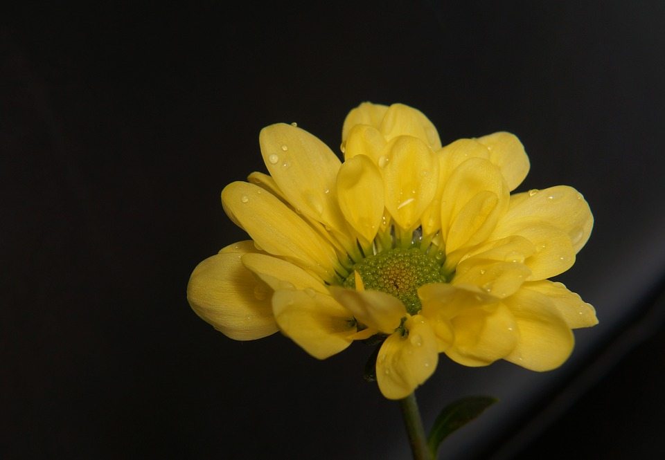 Flor de Mel Amarela: Características, Nome Cientifico e Fotos