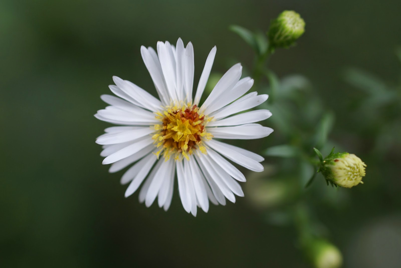 Tudo Sobre a Flor Áster: Características, Nome Cientifico e Fotos