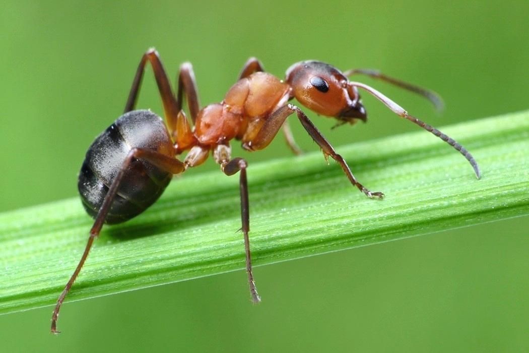 Tudo Sobre a Formiga: Características, Nome Cientifico e Fotos