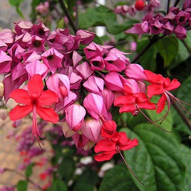 Como Cultivar a Flor Coração-Sangrento, Podar e Tirar Mudas