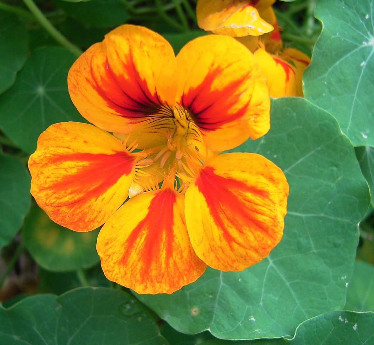 Historia da Flor de Chagas, Origem da Planta e Significado