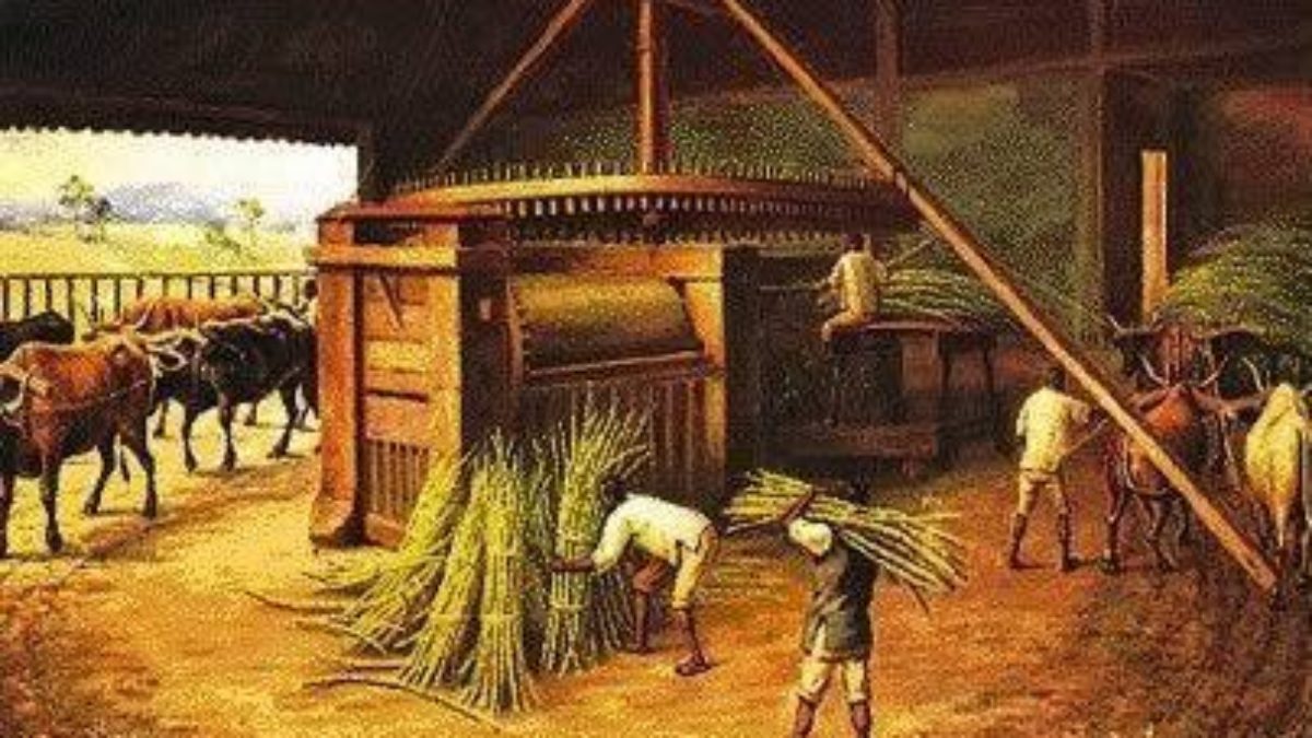 Como Foi o Ciclo do Açúcar no Brasil? Como Foi o Início?