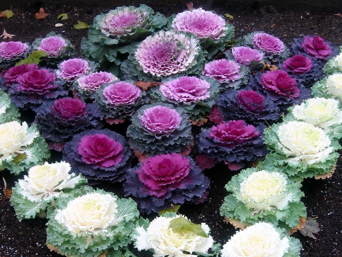 Couve Arco-Iris Ornamental Sortida: Nome Científico e Imagens