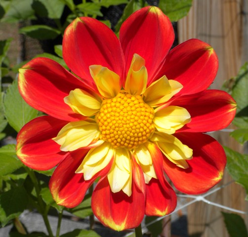 Dálias Collarette Dahlias: Características, Nome Científico e Fotos