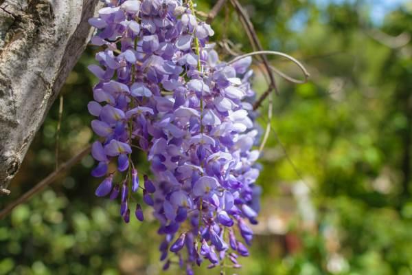 Tudo Sobre a Flor Glicínia: Características e Nome Científico