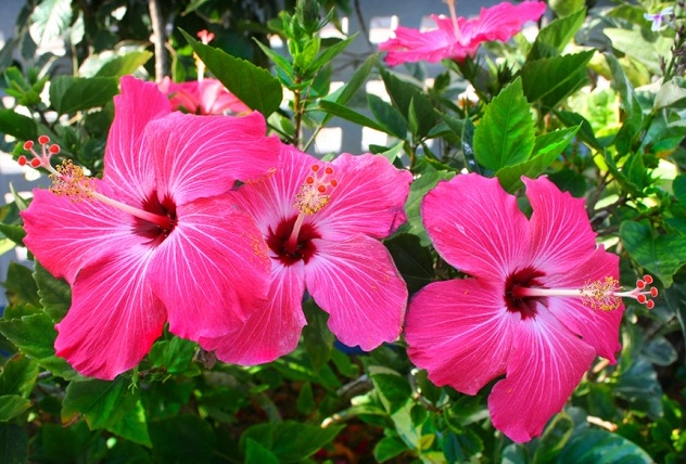 Flor do hibisco Cai Antes de Abrir. E Agora? O que Fazer?