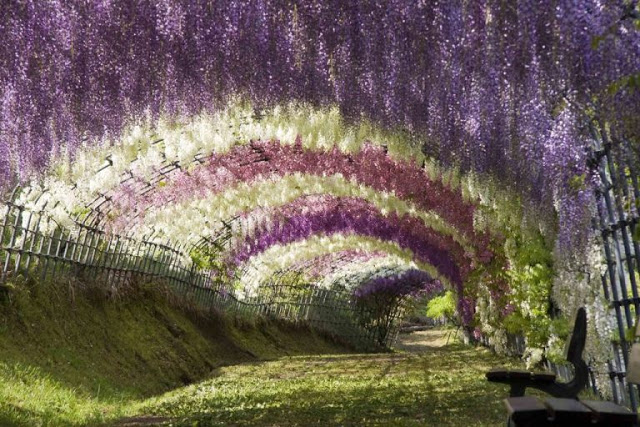 Cores da Glicínia: Amarela, Rosa, Roxa e Vermelha com Fotos