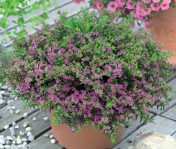 Planta Erica Cultivo, Cuidados, Como Fazer Muda e Imagens