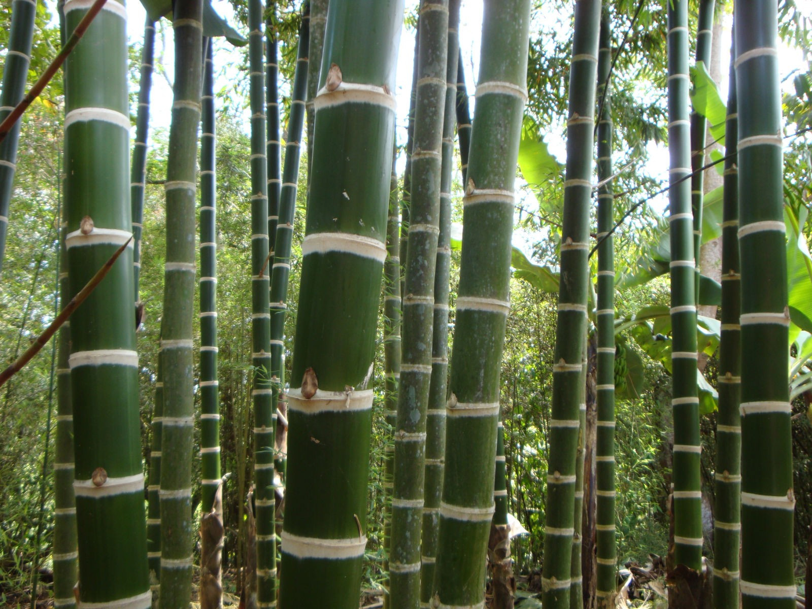 Bambu Guadua: Características, Como Cultivar e Fotos