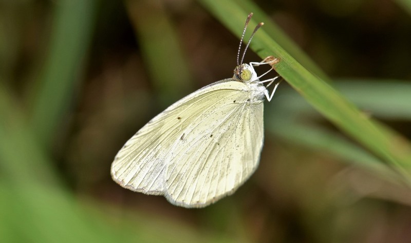 Borboleta-da-Couve: Características, Nome Cientifico e Fotos