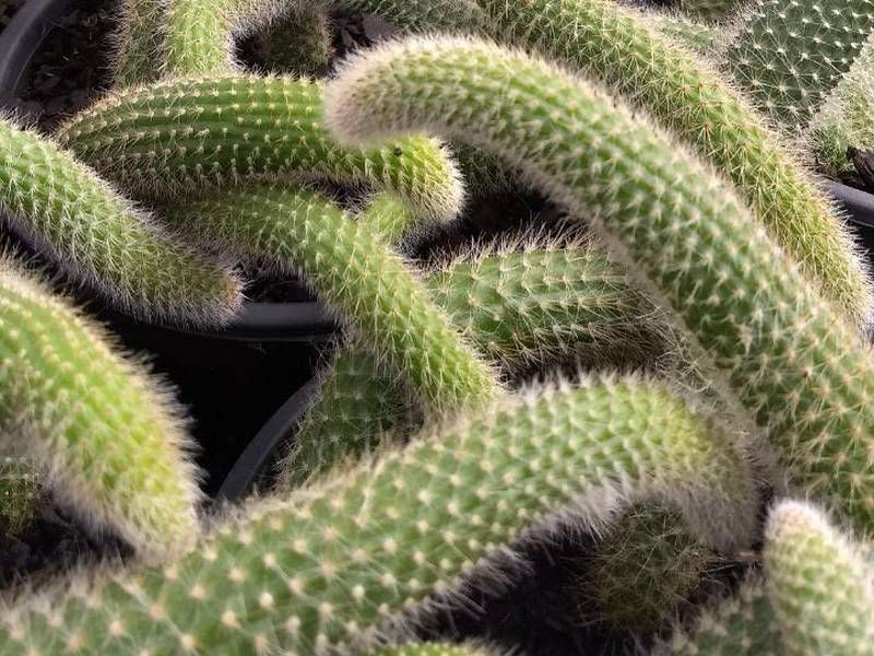 Lista de Tipos de Cactos Pendentes com Nome e Fotos