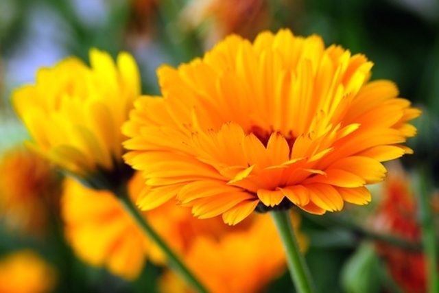 Top 10 Flores de Sol Intenso e Lugares Quentes: Nome e Fotos