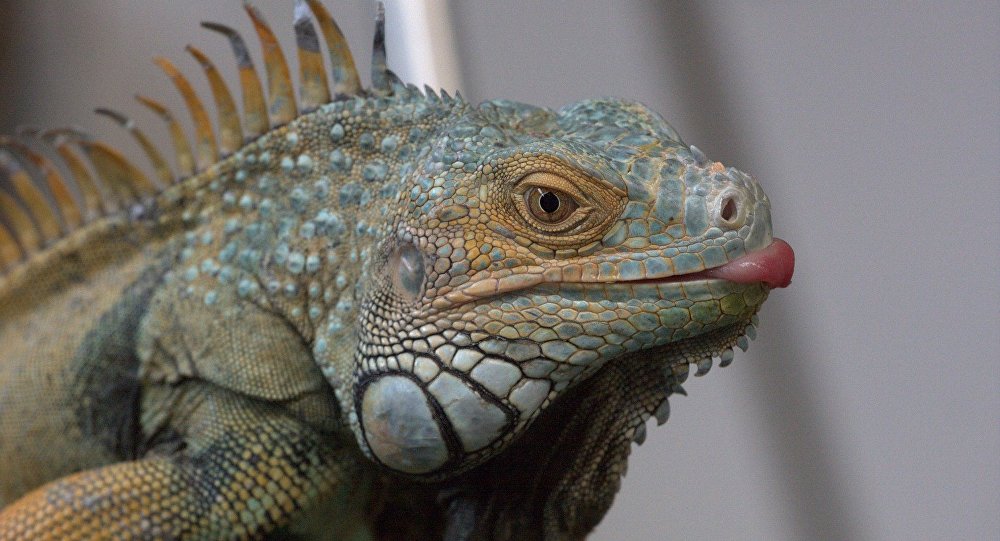 Ciclo de Vida da Iguana: Quantos Anos Elas Vivem?