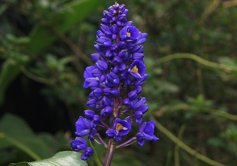 Gengibre-Azul – Curiosidades e Fatos Interessantes Sobre a Planta