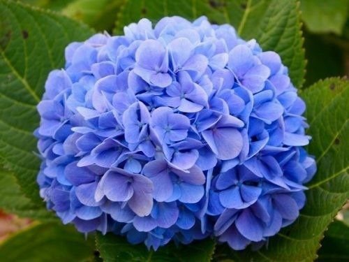 Como Plantar e Cuidar de Hortênsias no Vaso