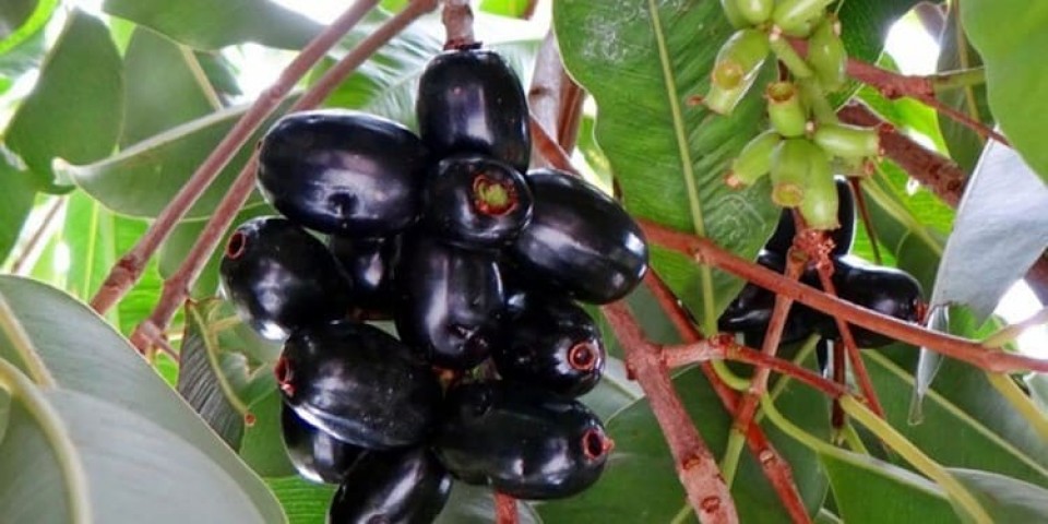 Semente e Caroço de Jambolão: Para Que Servem?