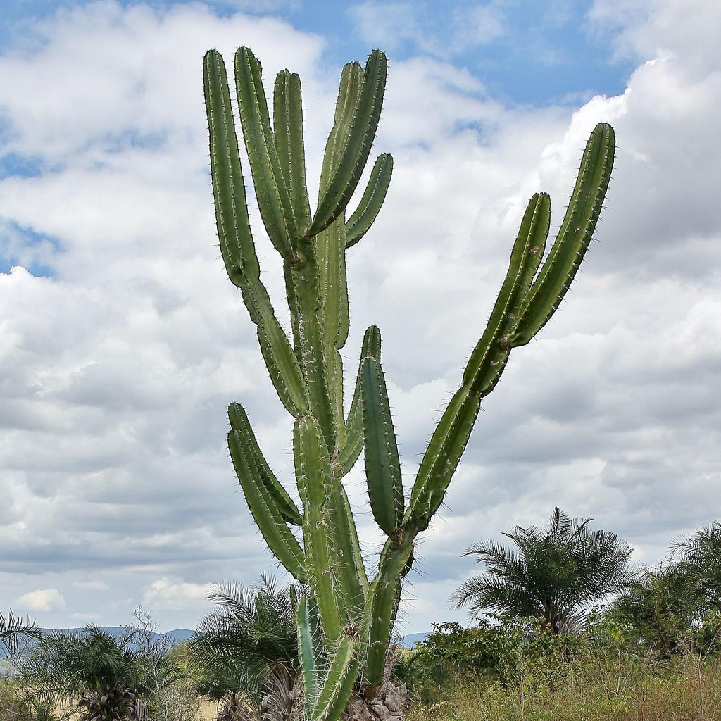Qual a Diferença entre Cactos e Mandacaru?