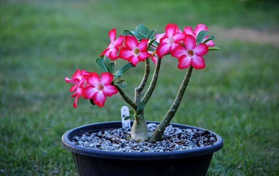 Tudo Sobre a Rosa do Deserto: Características e Nome Científico